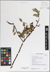 Foto von Salix kazbekensis A. K. Skvortsov